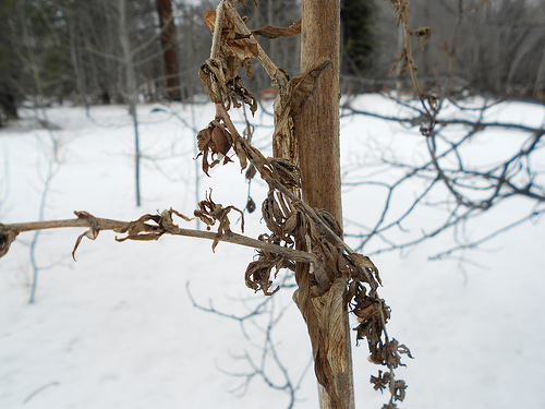 Winter Weeds