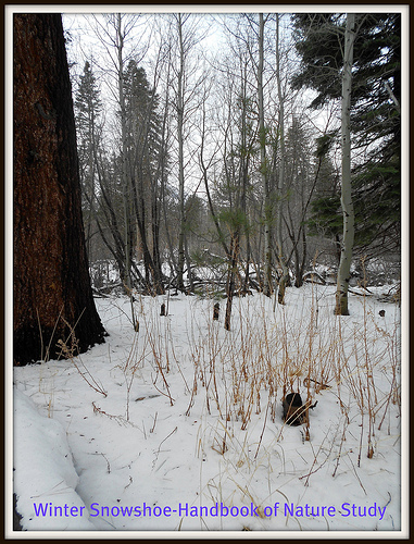 Winter Snow and Weeds