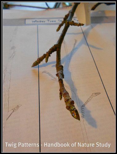 Twig Study and Notebook Pages