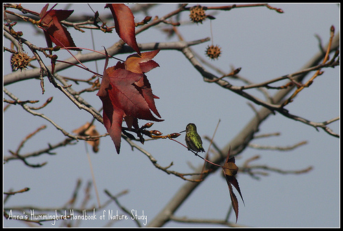 Anna's Hummingbird