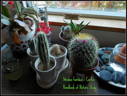 Cactus garden - Winter Nature Table