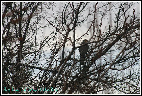 Sharp Shinned Hawk