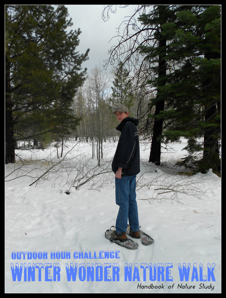 Outdoor Hour Challenge Winter Wonder Walk @handbookofnaturestudy
