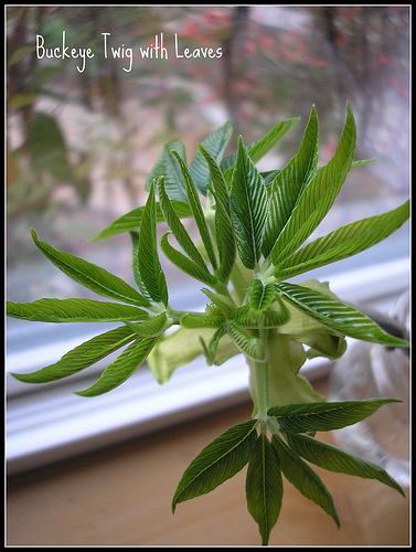 Buckeye leaf and bud (1)