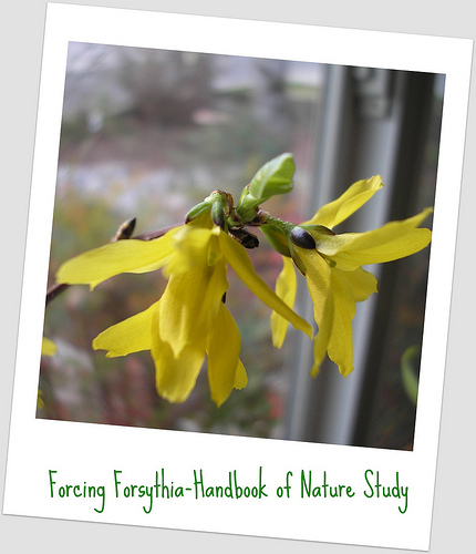 Forsythia blossom (1)
