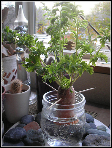 Tabletop Carrot