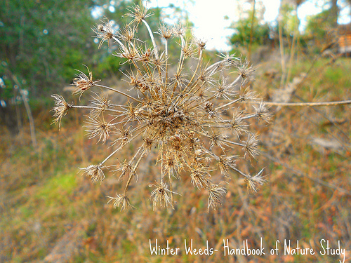 Winter Weeds