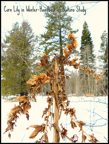 Corn Lily Winter 2