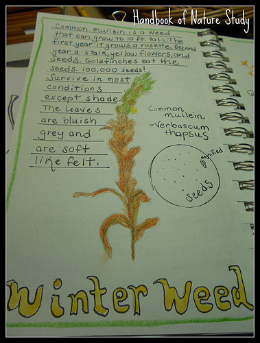 Winter Weeds Study Journal 2