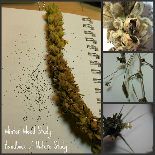 Winter Weed Collage