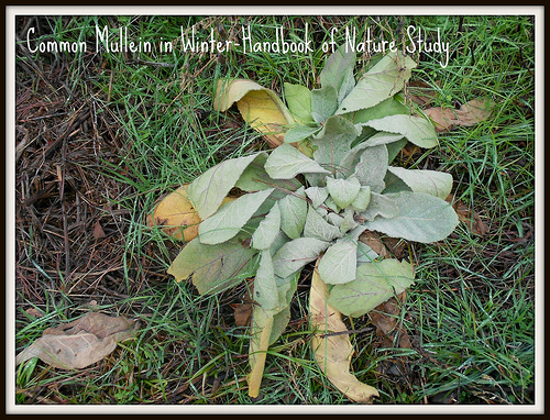 Mullein in Winter