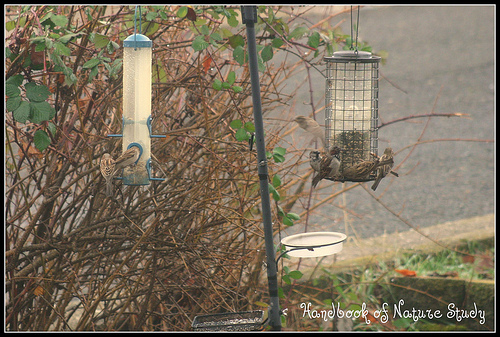 sparrows in the feeder