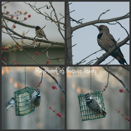 Backyard Birds collage