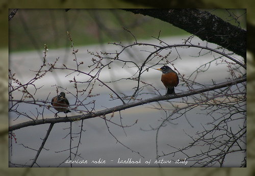 American Robin in the tree