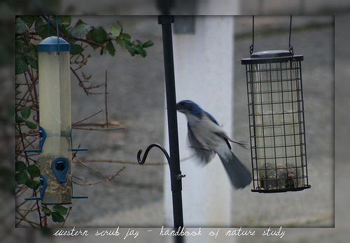 Western Scrub Jay in the Feeder