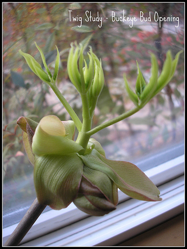 Buckeye leaf and bud (2)