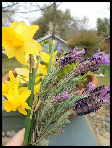 Daffodils and Lavender 2