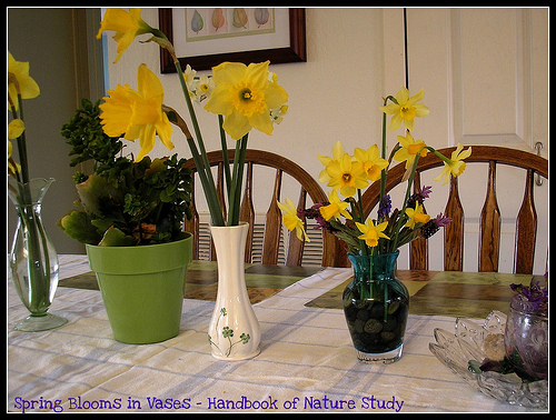 Daffodils in Vases