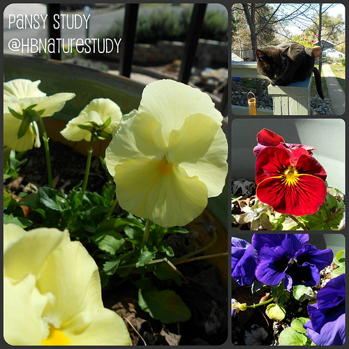 Pansy Study Collage
