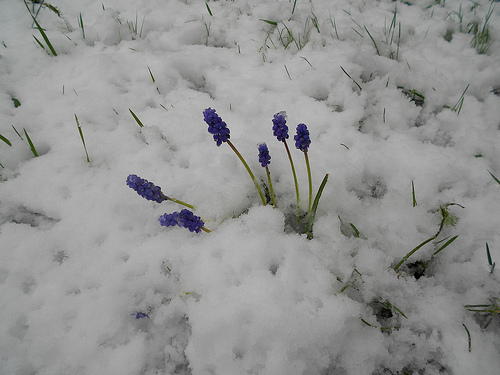 Grape Hyacinth in the Snow