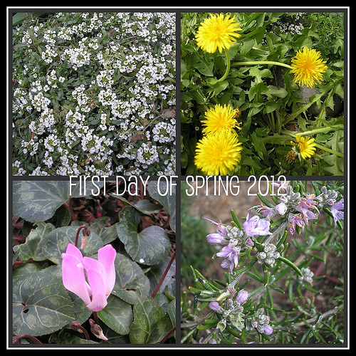 First Day of Spring color flowers