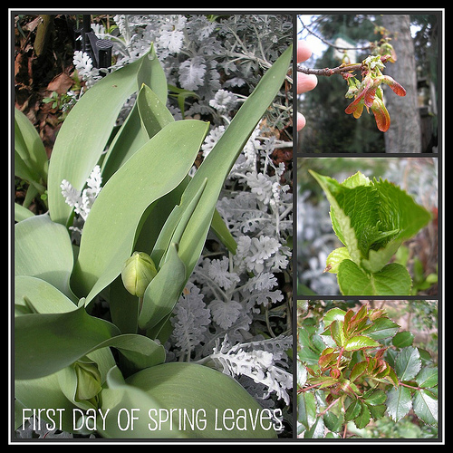 First Day of Spring Leaves