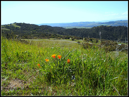 Mt. Diablo view with Poppies