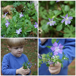 Pansy collage