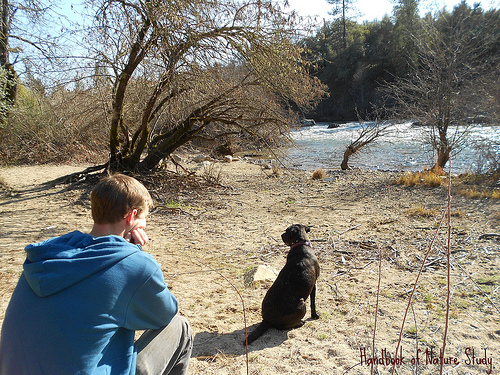Sunny Afternoon at the American River