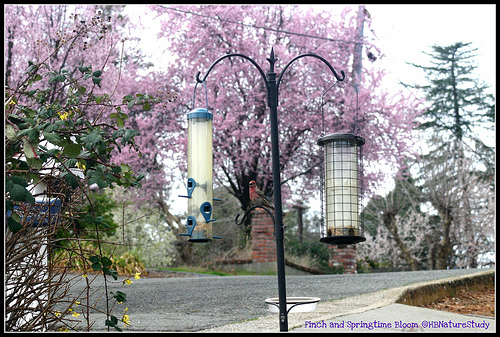 Finch on the Feeder Spring