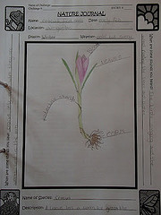 crocus nature journal Under an English Sky