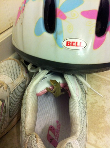 Anole in the Shoe