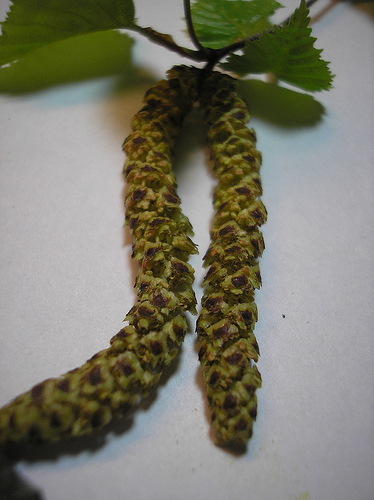 Birch Catkins