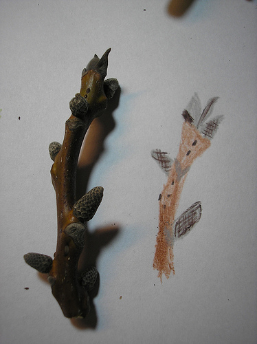 Walnut Tree Twig with Buds