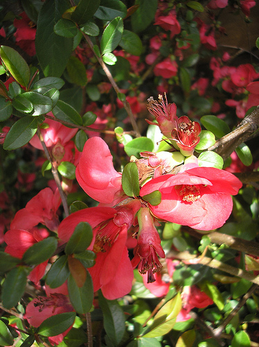 flowering quince (2)