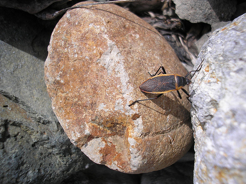 insect on rock  (1)