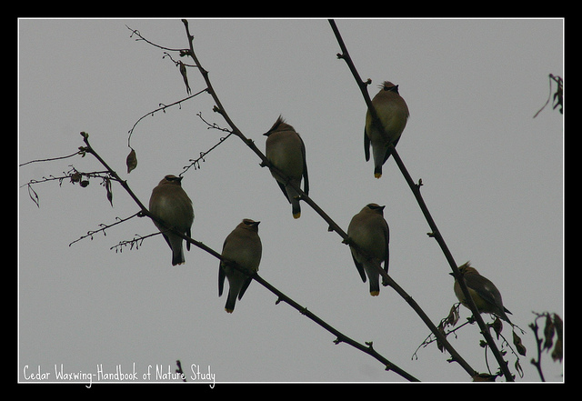 Cedar Waxwings - In Tree 1