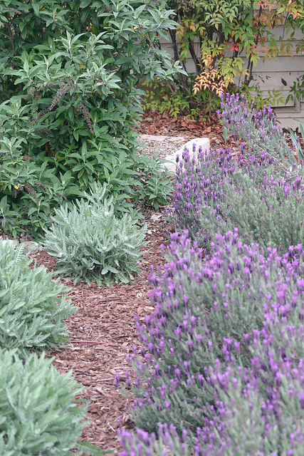 Lavender Yarrow and Butterfly Bush