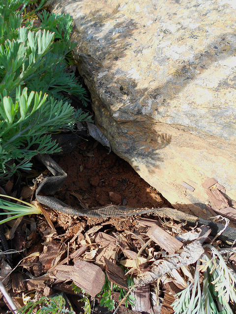 Critter Hideaway Under Our Front Rocks
