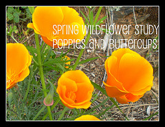 Spring Wildflower Study Button