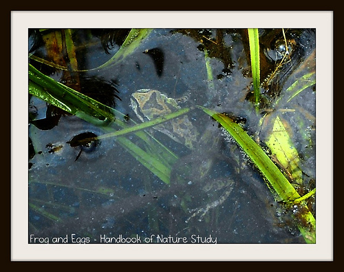 Frog and Eggs in a Pond
