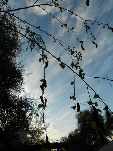 Birch in the Sunset