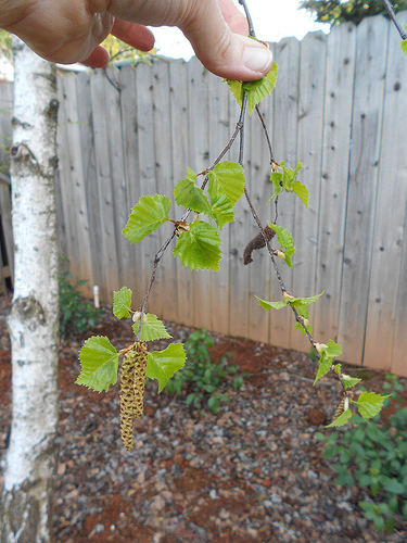 Birch Catkins and Leaves
