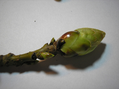 Sweet Gum Bud