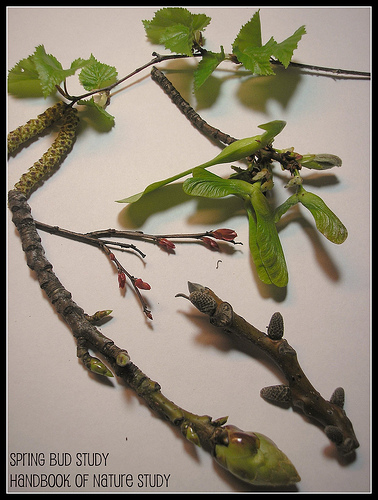 Bud Study - Spring 2012