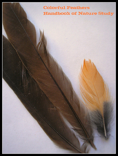 Suspected Spotted Towhee Feathers