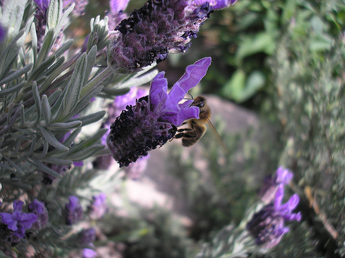 bee on lavender (1)