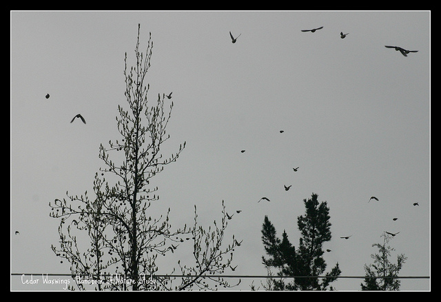 Cedar Waxwings in Flight