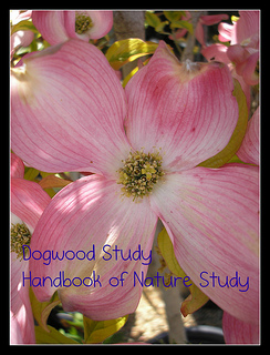 Dogwood Study Button