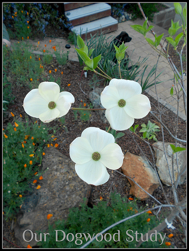 Dogwood Nature Study 1